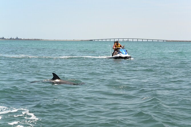 Perth Jet Ski Tour - Cockburn Sound and Garden Island: wildlife spotting you can feel