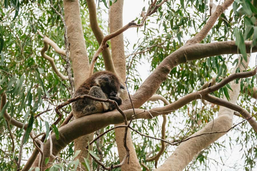 Perth: Pinnacles Desert Sunset & Stargazing with Dinner - Should You Book This Pinnacles Sunset and Stargazing Day Trip?