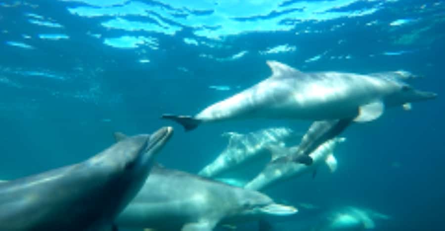 Perth: Swim with Wild Dolphins Tour - Swimming with Wild Dolphins in Rockingham, Near Perth