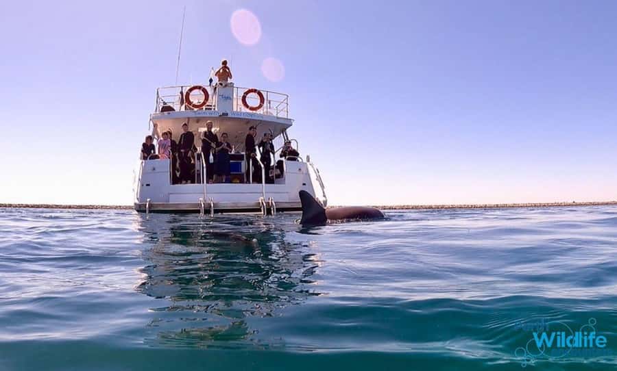Perth: Swim with Wild Dolphins Tour - Getting to the Dock: Your 7:50 AM Start and Meeting Point