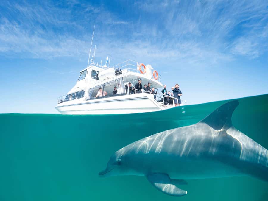 Perth: Swim with Wild Dolphins Tour - Searching Rockingham’s Bays and Islands for Over 200 Dolphins