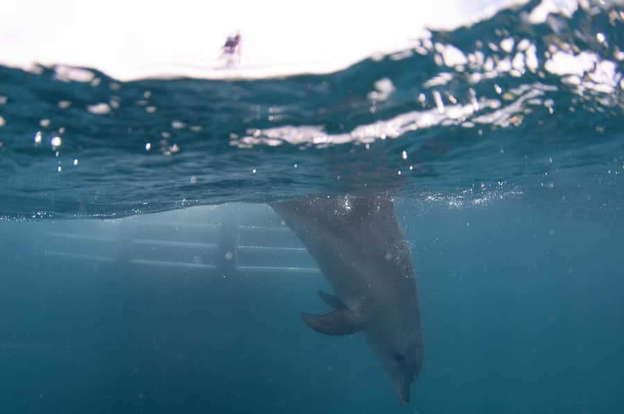 Perth: Swim with Wild Dolphins Tour - Dolphin Encounters That Stay Respectful: No Feeding, No Tricks