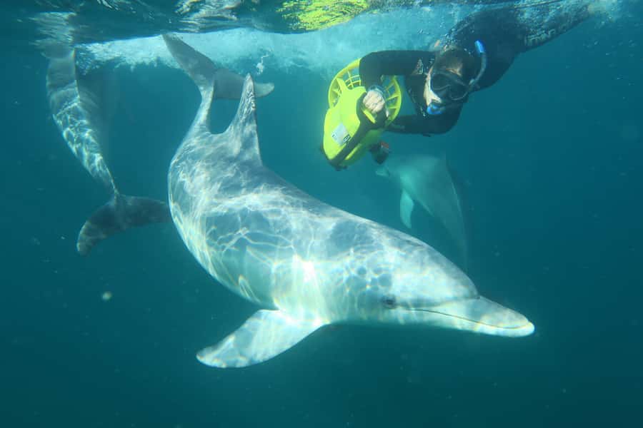 Perth: Swim with Wild Dolphins Tour - What the Gourmet Platters Really Mean for Your Day