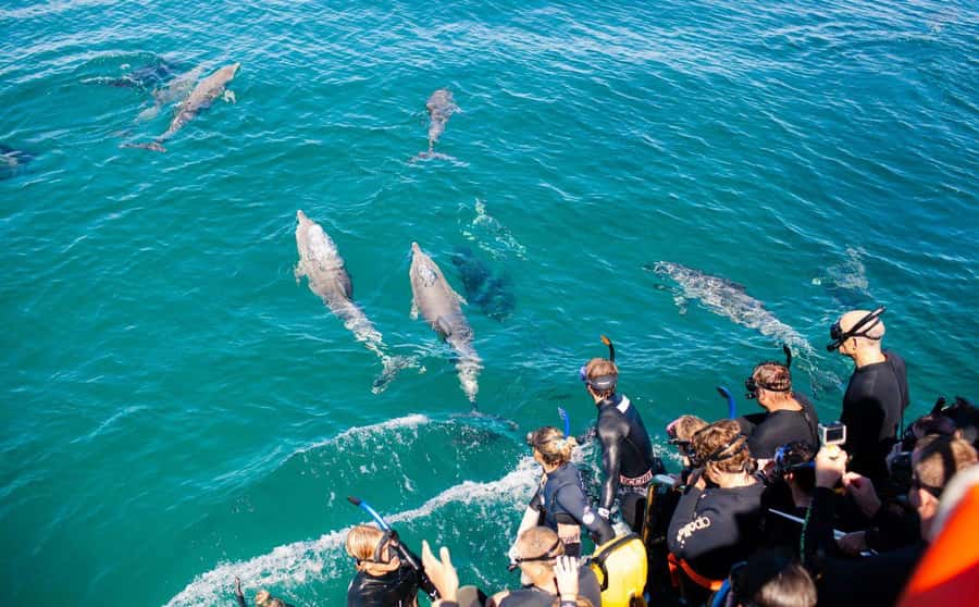 Perth: Swim with Wild Dolphins Tour - Complimentary Photos on Flickr: A Low Effort Souvenir