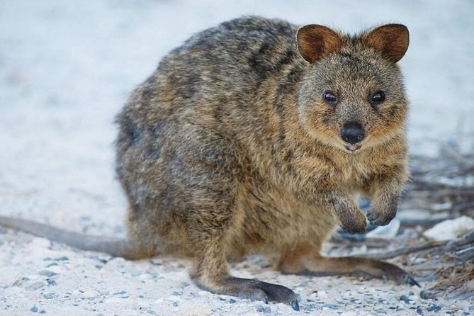 Perth to Rottnest Island Roundtrip Ferry Ticket - The 8:30am Morning Ride: Swan River Cruise to Fremantle and Onward