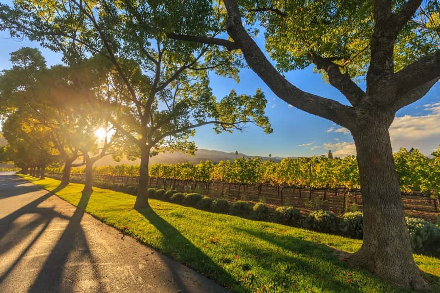 Perth VIP Swan Valley Wine Tour - Premium Small Group Tour - The 30-Minute Drive That Keeps the Day Light