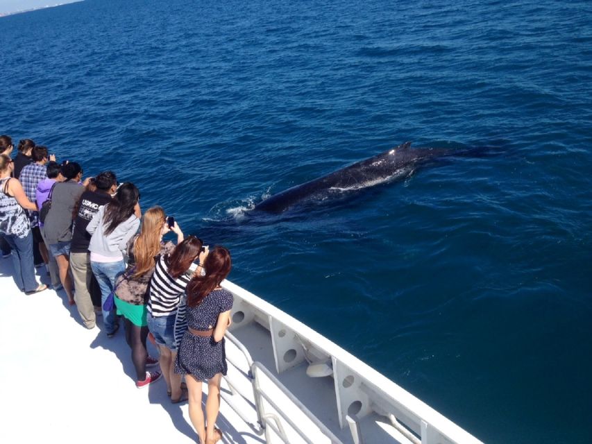 Perth: Whale Watching Cruise from Hillarys Boat Harbour - Key highlights you will feel on the water