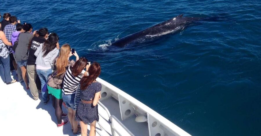 Perth: Whale Watching Cruise from Hillarys Boat Harbour - Hillarys Boat Harbour: the quick start before whale season peaks