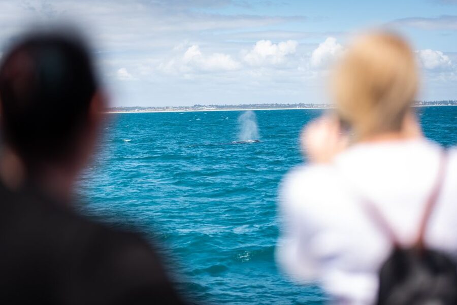 Perth: Whale Watching Cruise from Hillarys Boat Harbour - Onboard routine: how the 2-hour whale watch is actually structured