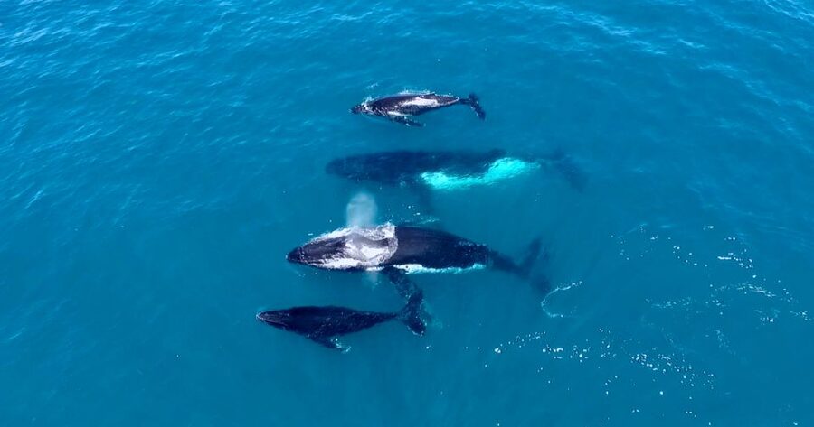 Perth: Whale Watching Cruise from Hillarys Boat Harbour - Live marine biology narration: what to listen for