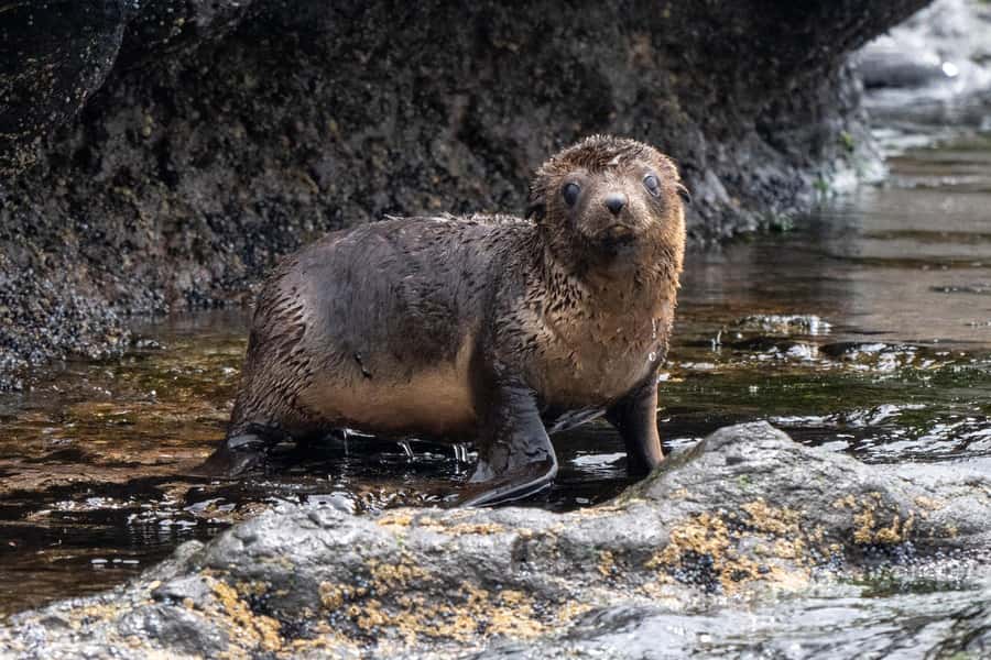 Philip Island: Seal Watching Cruise - Why Seal Rocks feels different from a zoo stop