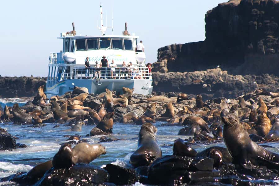 Philip Island: Seal Watching Cruise - Key things to know before you go