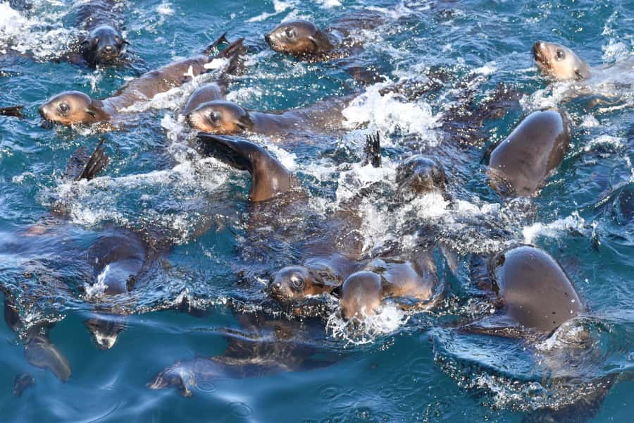 Philip Island: Seal Watching Cruise - What you’ll see at Seal Rocks (and why 7,000 seals is the point)