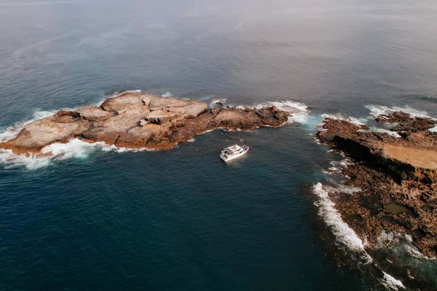 Philip Island: Seal Watching Cruise - Dolphins, penguins, and seabirds: wildlife spotting beyond the main show