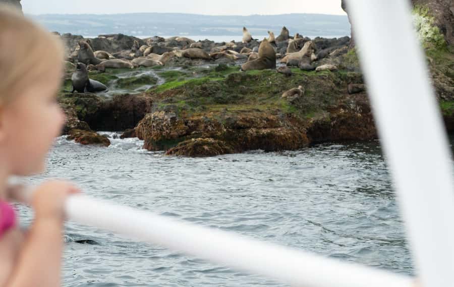 Philip Island: Seal Watching Cruise - The onboard learning style: helpful commentary, not a lecture