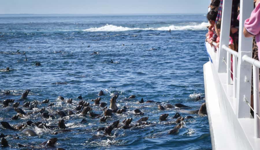 Philip Island: Seal Watching Cruise - Family-friendly touches, plus the captain’s bridge moment