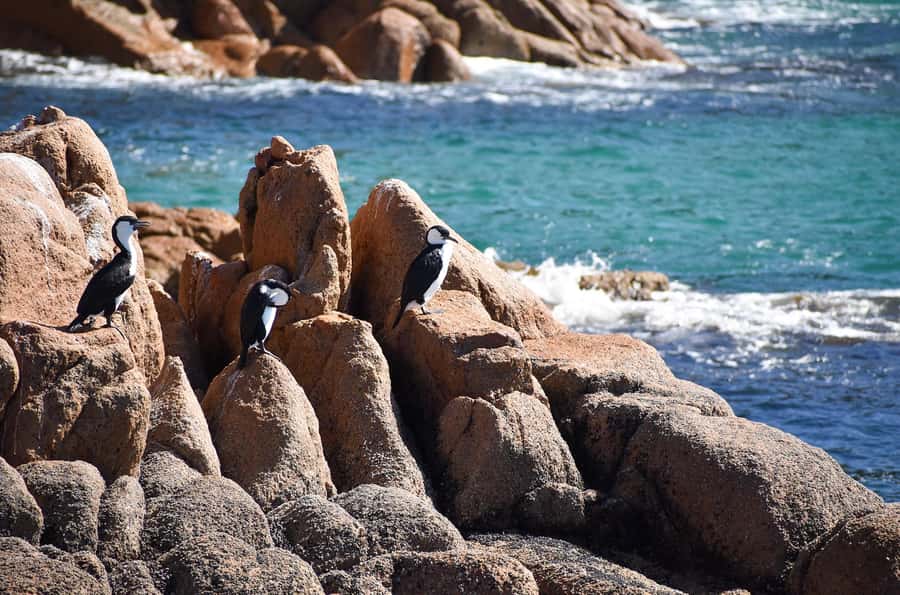 Phillip Island: 1-Hour Cape Woolamai Scenic Cruise - Live English commentary: what you learn while you watch