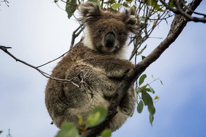 Phillip Island and French Island Wildlife Expedition - The Midday Rhythm: Traveling Back, Then Rolling Into Phillip Island