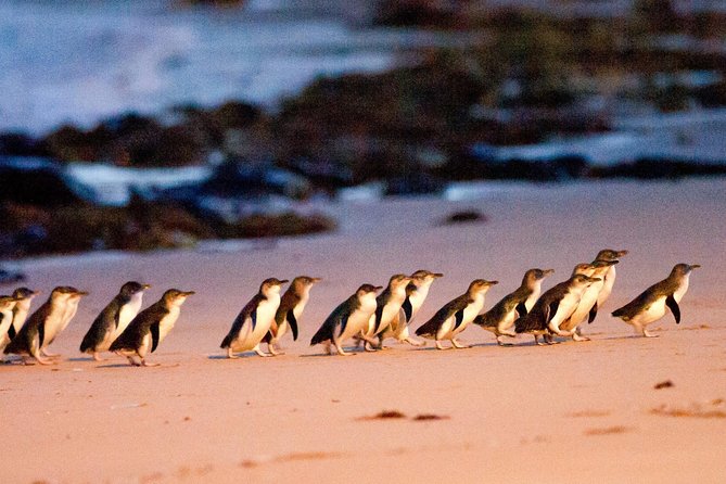 Phillip Island Day Trip from Melbourne with Penguin Plus Viewing Platform - Key Highlights You’ll Actually Care About