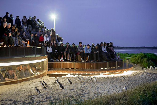 Phillip Island Day Trip from Melbourne with Penguin Plus Viewing Platform - Stop 1: Koala Conservation Reserve Walk With Rangers