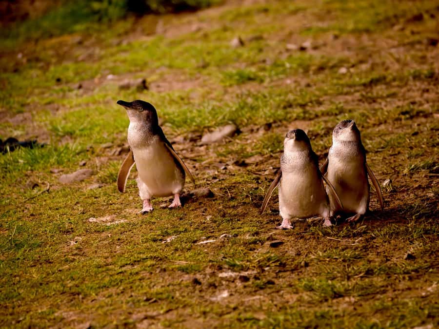 Phillip Island: Golden Hour Penguin Express Tour - A 4 to 5 hour day that’s actually manageable