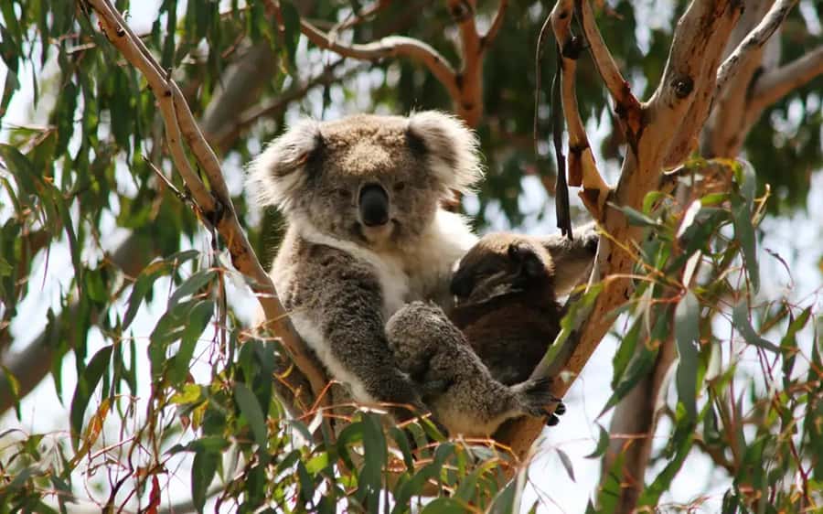Phillip Island: Golden Hour Penguin Express Tour - Comfort details that matter more than you think