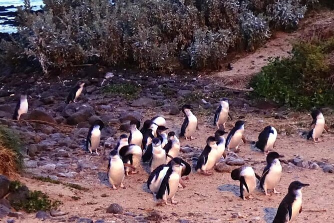 Phillip Island: Golden Hour Penguin Express Tour w/ Island Pickup - Nobbies Centre Golden Hour: Boardwalk Views and Real Wildlife Chances