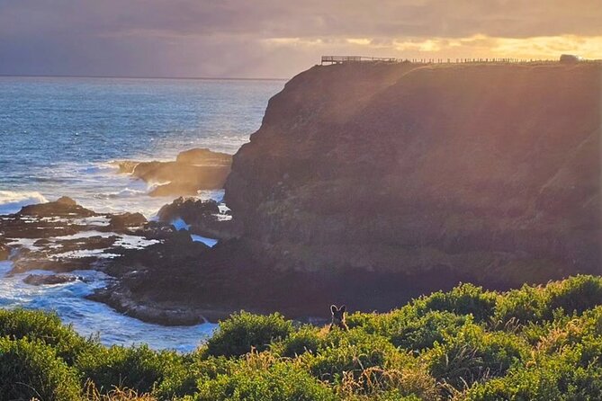 Phillip Island: Golden Hour Penguin Express Tour w/ Island Pickup - Summerlands at Dusk: Wildlife Timing, Not Just Scenic Driving