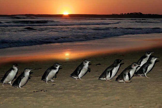 Phillip Island Penguin and Koala Highlights Day-Trip from Melbourne - A 9.5-Hour Coach Day from Melbourne, With Real Wildlife Time