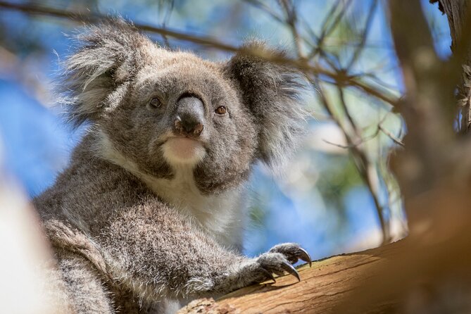 Phillip Island Penguin and Koala Highlights Day-Trip from Melbourne - Why the Live Commentary Matters More Than You Think