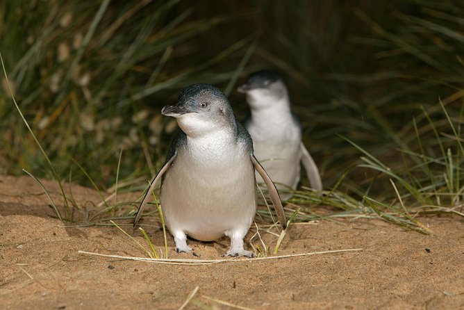 Phillip Island Penguin and Koala Highlights Day-Trip from Melbourne - Price and Value: What $125.52 Covers (and Why It Can Be Worth It)