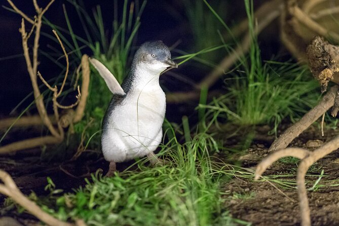 Phillip Island Penguin and Koala Highlights Day-Trip from Melbourne - Cowes and Westernport Bay: A Short Town Break That Helps