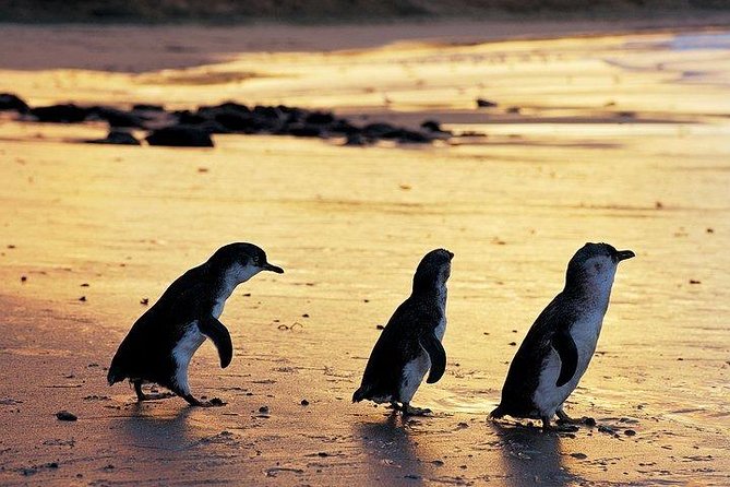 Phillip Island Penguin and wildlife Tour - Key things you should know before you go