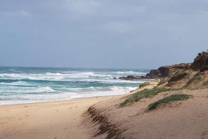 Phillip Island Penguin and wildlife Tour - A full day of iconic Aussie wildlife, without the transport headache