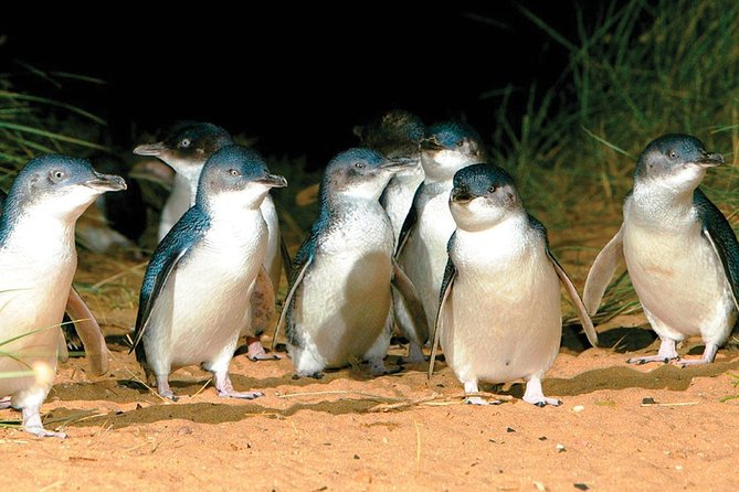 Phillip Island Penguin and wildlife Tour - Wildlife Park first: kangaroos and koalas up close