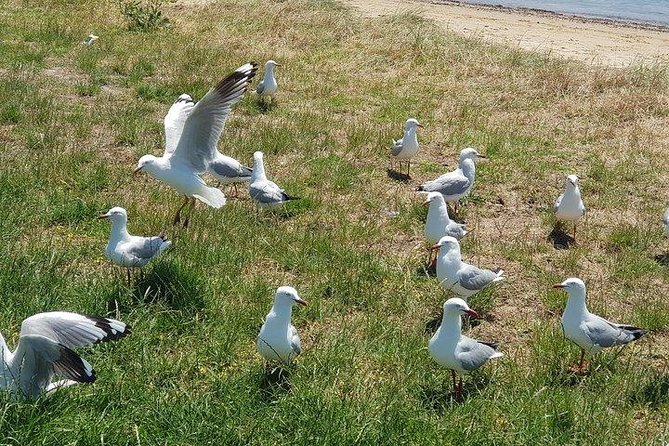 Phillip Island Penguin and wildlife Tour - The Nobbies Centre boardwalk and seal rock views