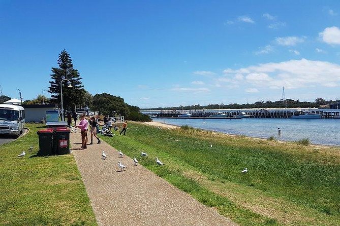 Phillip Island Penguin and wildlife Tour - Price and value: what $159.23 covers, and why it can be worth it