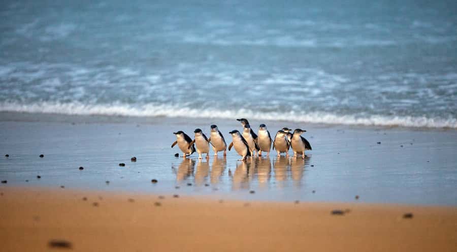 Phillip Island: Penguin Parade and Multi Attraction Pass - Koala Conservation Reserve: Up Close, With Boardwalks and Bush Trails