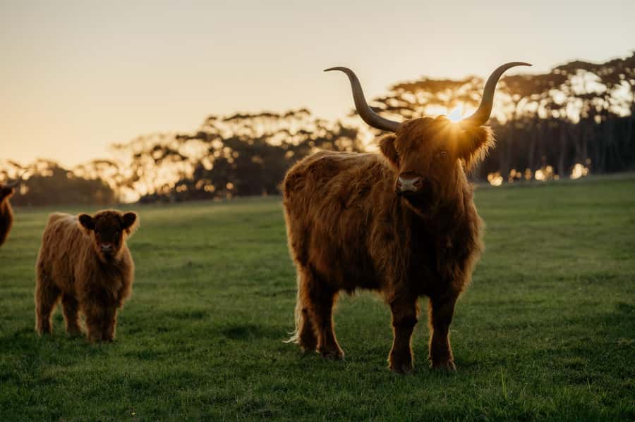 Phillip Island: Penguin Parade and Multi Attraction Pass - How to Plan Your Timing When the Pass Has Two Different Date Rules