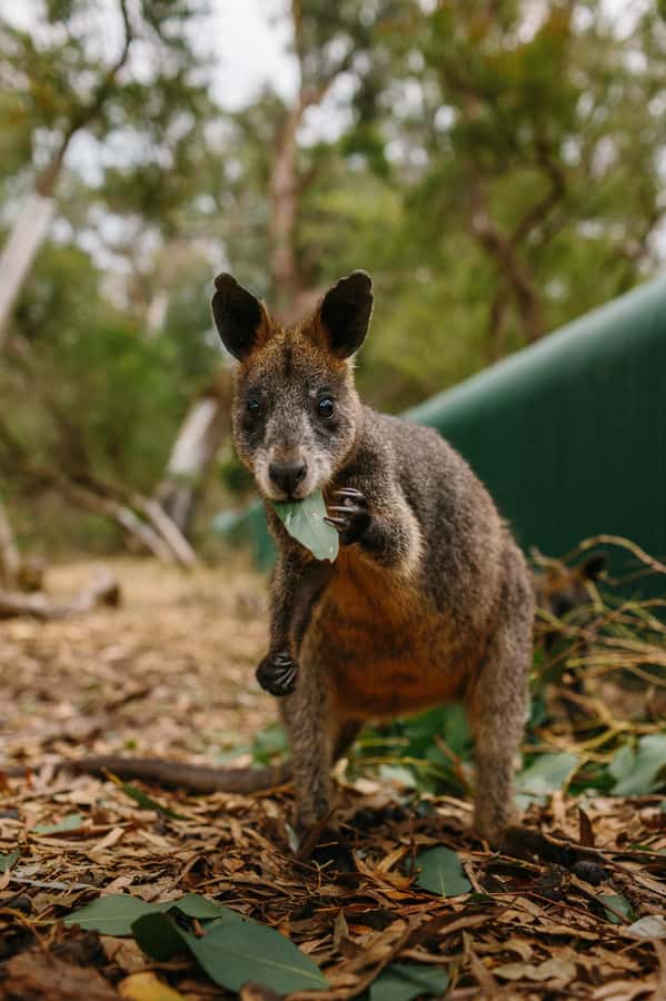 Phillip Island: Penguin Parade and Multi Attraction Pass - What to Bring for a Comfortable Phillip Island Day