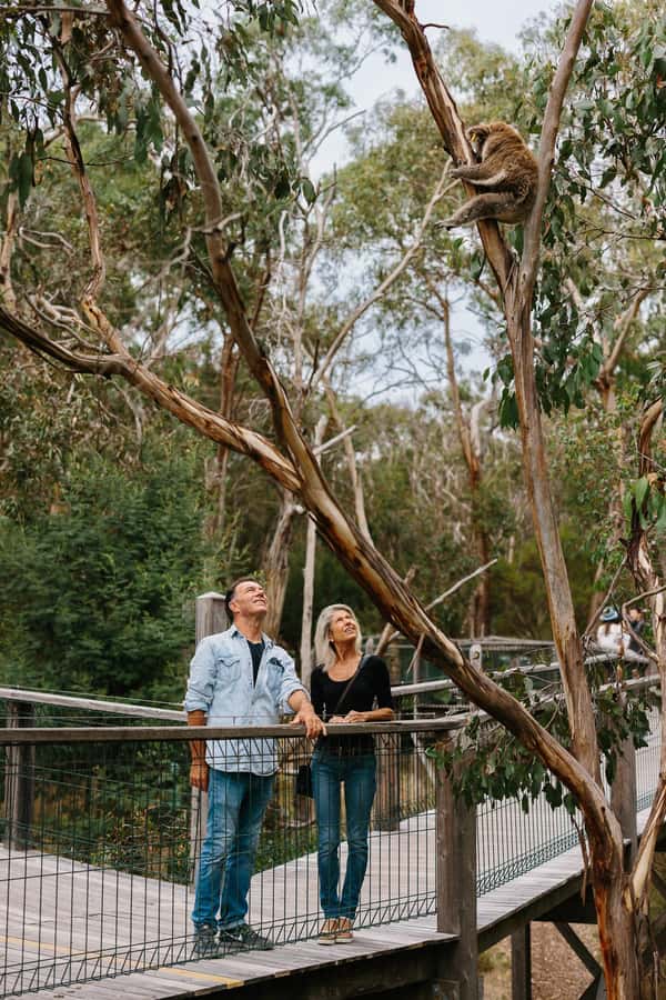 Phillip Island: Penguin Parade and Multi Attraction Pass - Who This Pass Fits Best, and Who Might Want to Rethink It