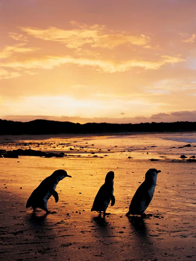Phillip Island: Penguin Parade and Multi Attraction Pass - Should You Book This Phillip Island Penguin Parade and Multi Attraction Pass?