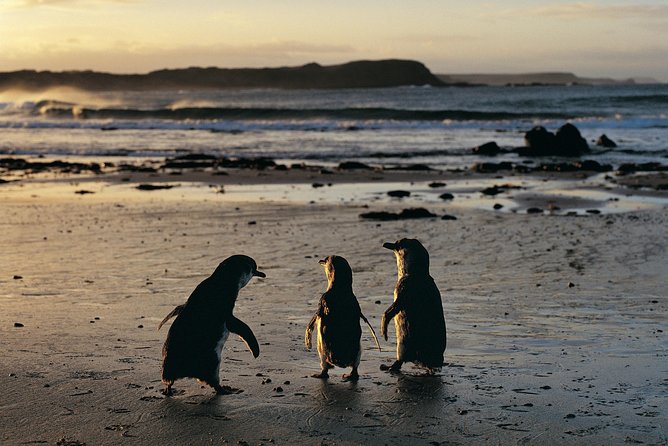Phillip Island Penguin Parade Day Trip with Koalas from Melbourne - Why Phillip Island Penguin Parade day trips beat DIY stress