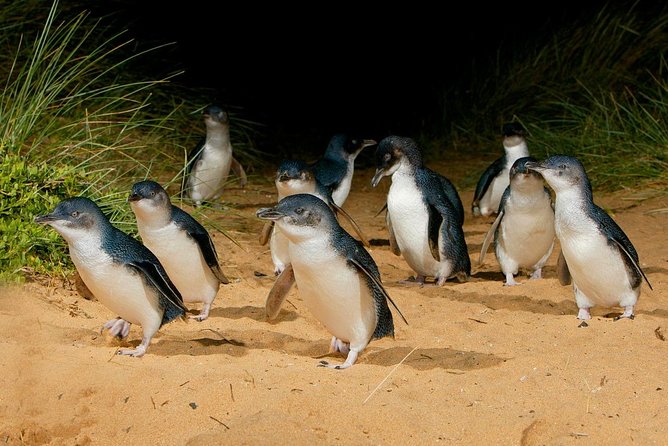 Phillip Island Penguin Parade Day Trip with Koalas from Melbourne - Koala Conservation Reserve: the walking trail start that sets the tone