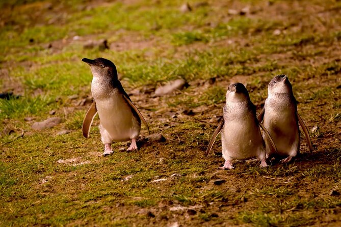 Phillip Island Penguin Parade Express Tour from Melbourne - A Melbourne day trip built around dusk and wildlife