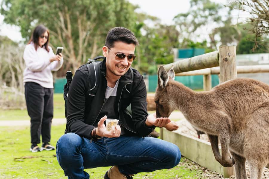 Phillip Island Penguin Parade with Expert Local Guide - Key highlights worth planning for