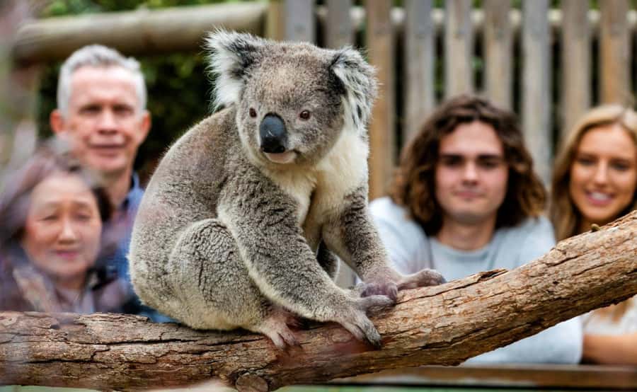 Phillip Island Penguin Parade with Expert Local Guide - Why Phillip Island feels like a real escape from Melbourne