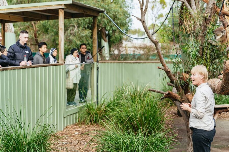 Phillip Island Penguin Parade with Expert Local Guide - Guides can make or break the day, and this one aims high