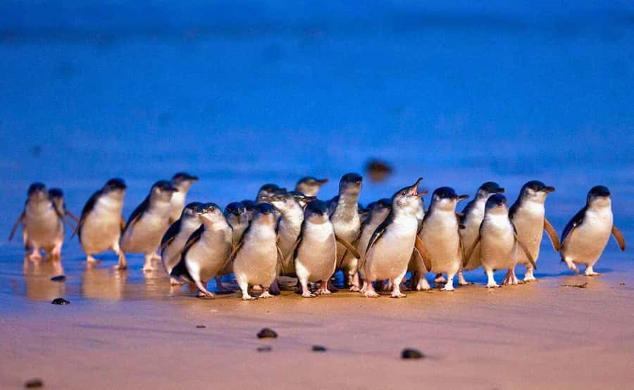 Phillip Island Penguin Parade with Expert Local Guide - Brighton Beach Bathing Boxes: the quick photo moment that sets the mood