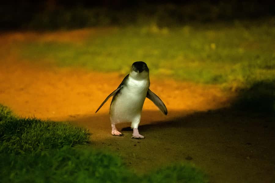 Phillip Island: Penguins and Wildlife Full-Day Tour - From Melbourne to Phillip Island: the ride that keeps the day real